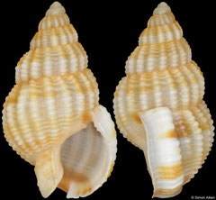 Nassarius quantulus (South Africa, 9,8mm) F++ €4.00 (specimens for sale are 8-9mm and are of the same quality as the specimen illustrated)