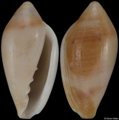 Marginella natalcinerea (South Africa, 18,1mm)