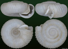 Virpazaria deelemanorum dhorai (Albania, 3,6mm) (paratype)