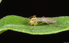 Non-biting midge (Chironomidae sp.), Perth, Western Australia