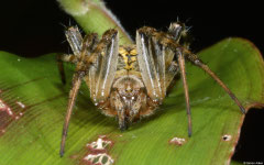 Orbweaver (Araneidae sp.), Balut Island, Philippines