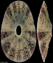 Medusafissurella cf. dubia (Madagascar, 21,6mm)