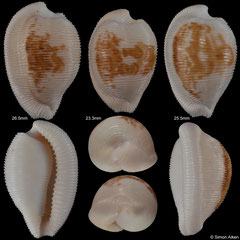 Cypraea capensis form 'cineracea' (South Africa, 26,5mm, 23,3mm, 25,5mm)