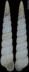 Pyrgiscus mourazimanus (Philippines, 11,9mm)