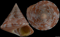 Calliostoma zizyphinum (Spain, 26,8mm)