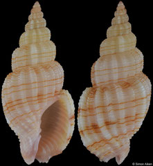 Phos roseatus (Philippines, 23,2mm)