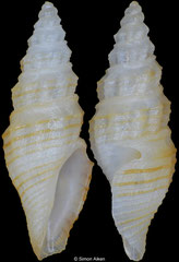 Bathytoma sp. (Philippines, 8,3mm)