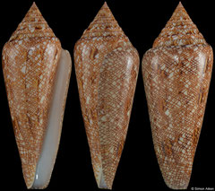 Conus gloriamaris (Philippines, 70,5mm)