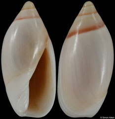 Ancilla adelphe (Madagascar, 12,8mm) F+++ €20.00