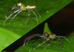 Jumping spider (Epeus sumatranus), Phang Nga, Thailand