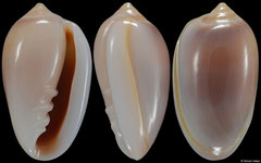 Prunum leonardhilli (Caribbean Panama, 15,6mm)