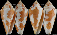 Conus sp. (close to julieandreae) (Caribbean Colombia, 25,5mm, 25,1mm)
