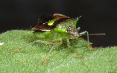 Shield bug (Pentatomidae sp.), Kampong Trach, Cambodia