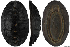 Katharina tunicata (Washington, USA, 58,6mm)