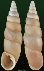 Phaedusa lypra (Myanmar, 16,0mm)