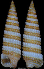 Triphora catalinensis (Pacific Mexico, 5,0mm)