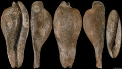 Umbilia platyrhyncha (Victoria, Australia, 84,1mm) Janjukian-Chattian fossil