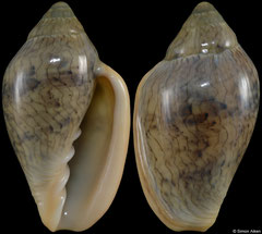 Marginella olearegina (South Africa, 28,6mm) F+++ €9.00 (specimens for sale are 24-28mm and are of the same quality as the specimen illustrated)