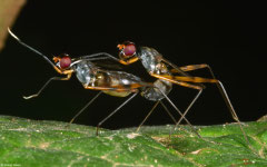 Stilt-legged flies (Micropezidae sp.), Angkor Chey, Cambodia