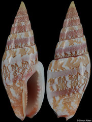 Graphicomassa ligula (Philippines, 18,2mm)