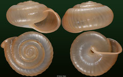 Trichochloritis pseudomiara (Laos, 22,6mm)