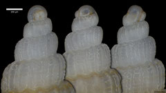 Pyramidellidae sp. (Philippines, 6,8mm) protoconch