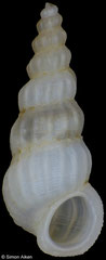 Opalia mammosa (Philippines, 6,1mm)