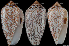 Conus archiepiscopus form 'concatenatus' (Madagascar)