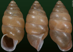 Anceyoconcha siamensis (Cambodia, 15,3mm)