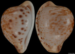 Cypraea algoensis form 'sanfrancisca' (South Africa, 19,6mm)