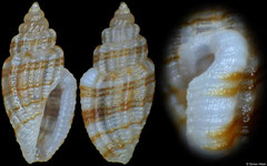 Guraleus sp. (Philippines, 3,6mm)