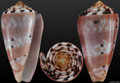 Conus gauguini (Marquesas, 68,4mm)