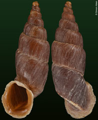 Zilchiella grandiportus (Peru, 23,0mm) F++ €26.00