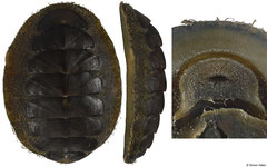 Mopalia hindsii (48,3mm, Washington, USA)