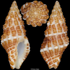 Engina spica (South Africa, 11,9mm)