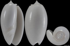 Oliva bulbosa colour form 'immaculata' (Tanzania, 35,6mm)