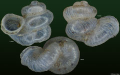 Opisthostoma deccanense (India, 1,4mm, 1,4mm, 1,5mm)