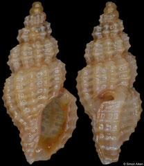 Lienardia sp. (South Africa, 6,0mm)