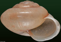 Chloritis condoriana (Laos, 17,7mm)