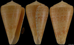 Conus royaikeni (South Africa, 44,1mm)