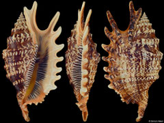Ophioglossolambis digitata (Madagascar, 148,3mm)