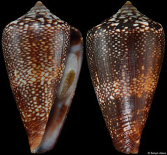Conus vulcanus 'miguelfiadeiroi' (Cape Verde, 25,2mm) F+++ €32.00
