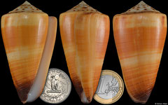 Conus ferrugineus (Philippines, 69,3mm)