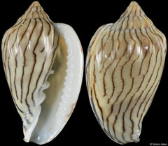 Glabella bellii (Senegal, 24,4mm)