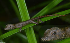 Lizard (Squamata sp.), Mamelle de Pigeon, Basse-Terre, Guadeloupe