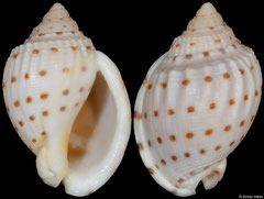 Semicassis adcocki (South Australia, 36,1mm)