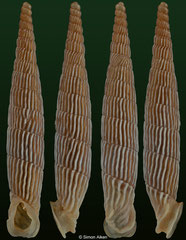 Cristataria strangulata (Lebanon, 19,5mm) F+++ €9.00 (specimens for sale are 16-19mm and are of the same quality as the specimen illustrated)