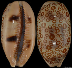 Cypraea argus form 'contracasta' (Madagascar, 61,8mm) F+++ €9.00 (specimens for sale are 57-62mm and are of the same quality as the specimen illustrated)