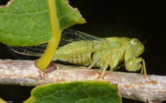 Cicada (Cicadidae sp.), Broome, Western Australia