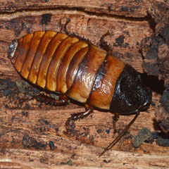 Madagascar hissing cockroach (Elliptorhina sp.), Ifaty-Mangily, Madagascar